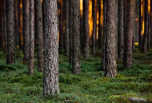 Pieredze un kompetence